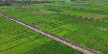 Membangun Ekosistem Swasembada Pangan