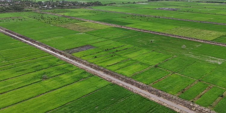 Membangun Ekosistem Swasembada Pangan