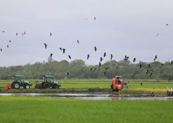 Presiden Prabowo Tinjau Lumbung Pangan di Merauke