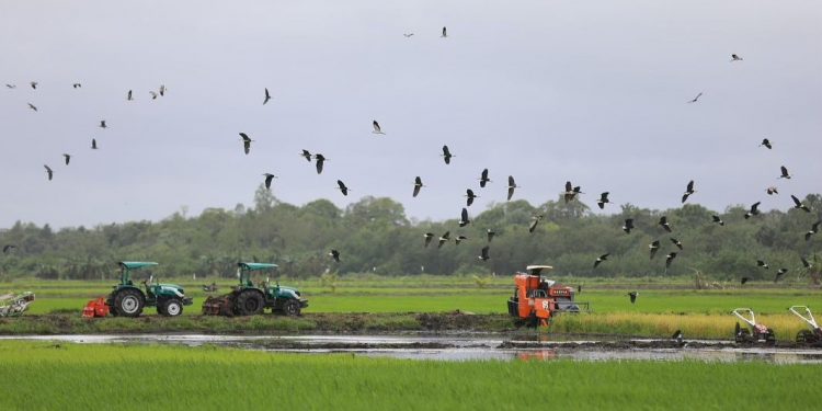 Presiden Prabowo Tinjau Lumbung Pangan di Merauke 10 Presiden Prabowo Tinjau Lumbung Pangan di Merauke